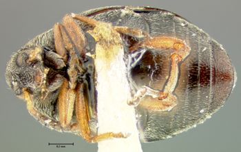 Media type: image;   Entomology 25051 Aspect: habitus ventral view